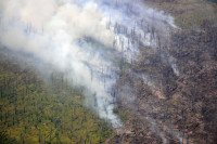 Глава Рослесхоза сравнил площади лесных пожаров в 2019 и 2020 годах
