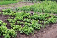 Школы могут получить земли под огороды в бессрочное пользование
