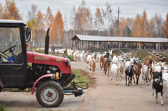 В России могут снизить административную нагрузку на небольшие сельхозкооперативы 