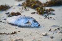 В Минприроды назвали причину гибели морских животных на Камчатке