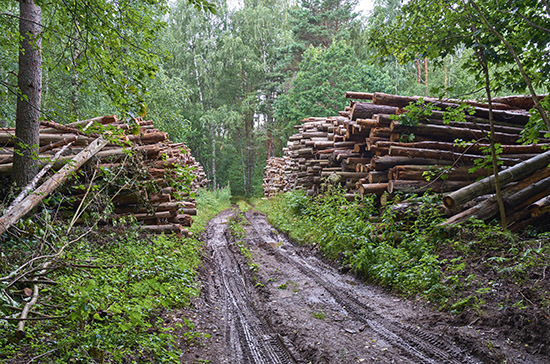 Путин поручил усилить надзор за инвестпроектами по освоению леса