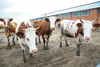 Производители смогут добавлять лекарства в корм для животных