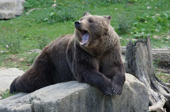 Медведей посадят на цепь для притравки собак