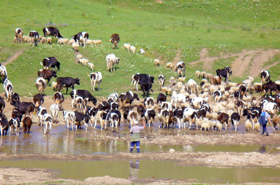Нулевую ставку НДС на ввоз племенного скота могут продлить на два года 