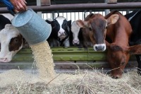 Применение лекарств в животноводстве могут взять под жёсткий контроль