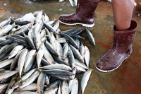 Рыболовам разрешат возвращаться в порты с выпотрошенной рыбой