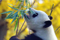 Панды из канадского зоопарка вернулись в Китай раньше срока из-за коронавируса