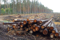 Комитет Госдумы одобрил проект о создании единой системы учёта древесины