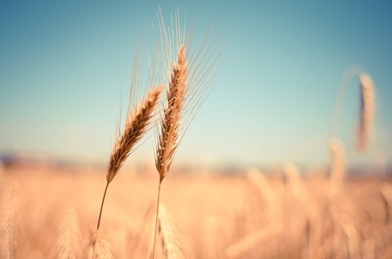 Правительство поручило Минсельхозу распределить квоту на экспорт зерна