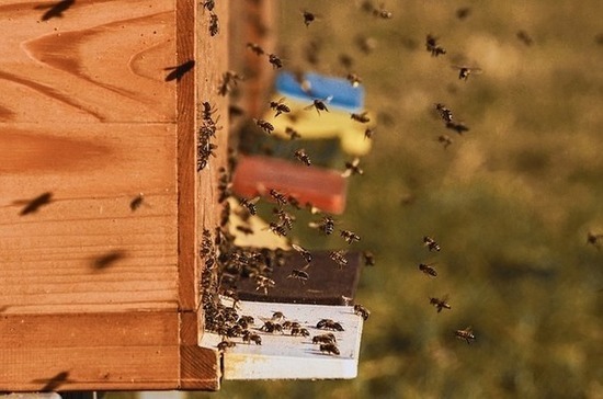 Сенаторы одобрили закон о пчеловодстве  