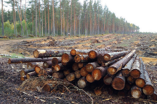 Рассчитывать ущерб лесам будут  по максимальной стоимости древесины