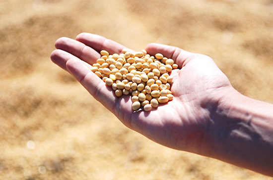 Регистрацию сои с ГМО для кормов отменили до 2022 года