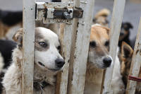 В России разрабатывают федеральный проект по развитию сети приютов для животных
