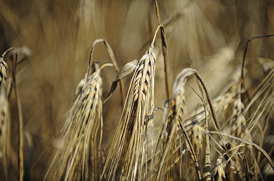 Минэкономразвития на этой неделе обсудит изменение экспортных пошлин на пшеницу