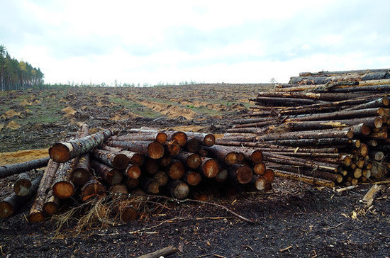 Оборот древесины в России хотят перевести в «цифру»