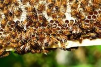 В России готовятся новые правила содержания медоносных пчёл