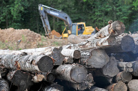 Леса «оцифруют» для спасения от незаконных вырубок