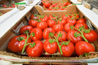 Россия частично снимает запрет на ввоз томатов и перцев из Казахстана