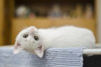 Комитет Госдумы поддержал проект о запрете изымать домашних животных за долги