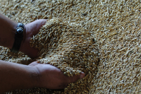 Неполное таможенное декларирование в отношении зерна и древесины предложили отменить
