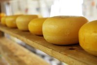 Диетолог предостерег от чрезмерного увлечения сыром