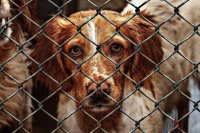 Броневицкая: казённые приюты для животных без волонтёров едва справлялись