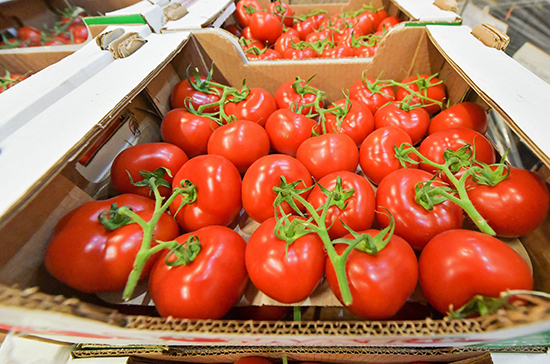 В Россию разрешили ввозить помидоры с 12 предприятий Азербайджана