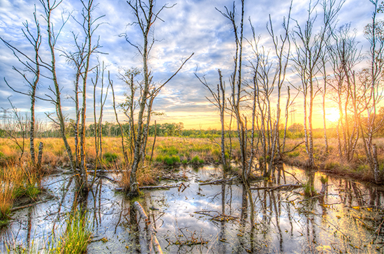 Добычу ископаемых на болотах хотят упростить