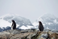 Законопроект о Дне открытия Антарктиды внесли в Госдуму