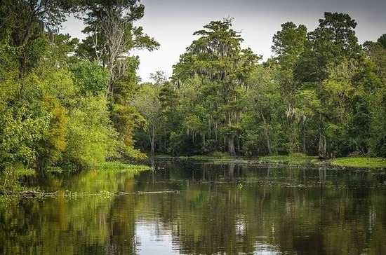 Добычу полезных ископаемых на болотах хотят упростить