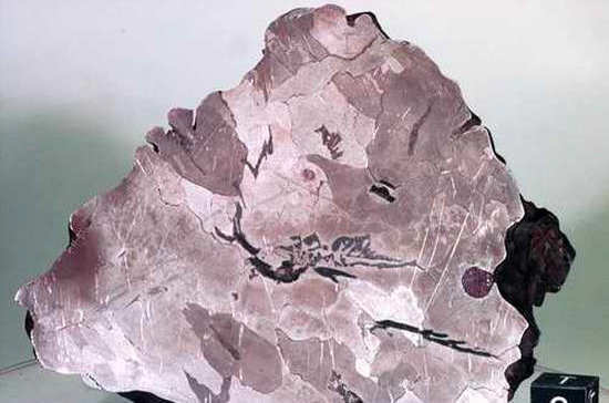74 года назад в Приморском крае упал Сихотэ-Алинский метеорит
