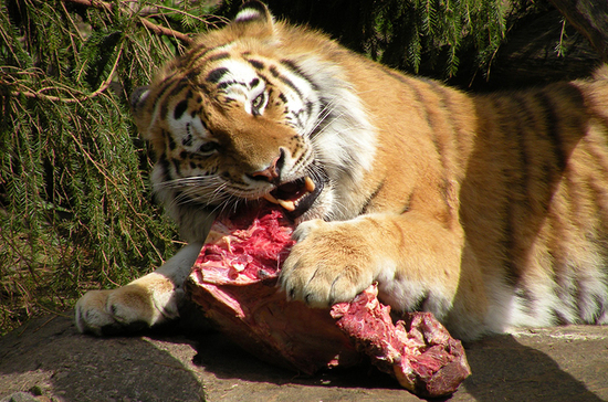Инспекторы проверят, сколько мяса не докладывают тиграм