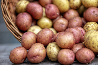 Минсельхоз ожидает коррекцию цен на картофель в июне 