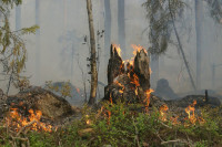 Штрафы за нарушение пожарной безопасности в лесах предлагают увеличить