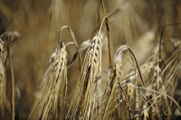 Росстат: урожай зерна в России в 2020 году составил 133,4 млн тонн