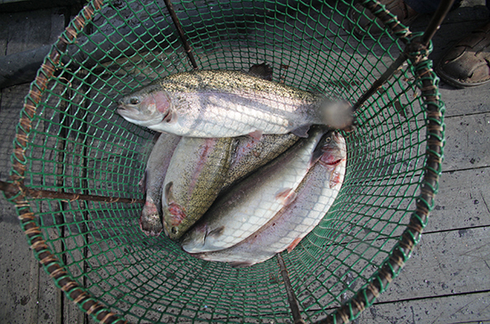 В Госдуму внесен законопроект об упразднении рыбоохранных зон