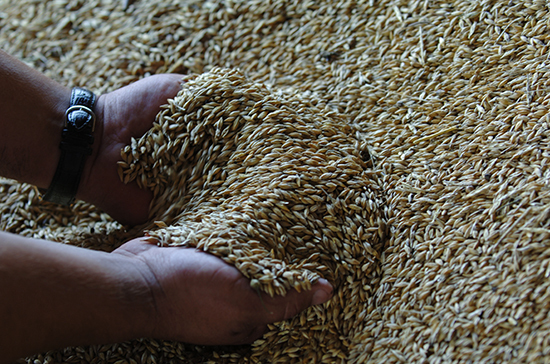 В Минсельхозе рассчитывают на стабилизацию цен на зерно в ближайшие месяцы