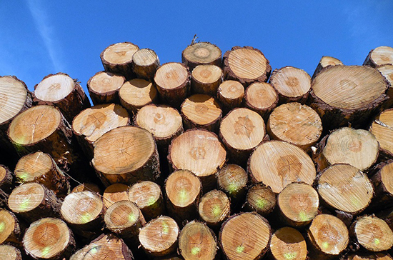 Заготавливающих дрова россиян хотят освободить от лишней отчётности