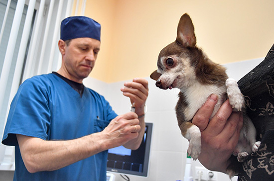 Ветеринарные клиники хотят лицензировать