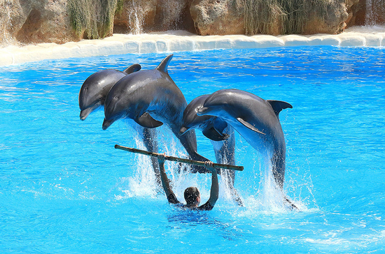 Экспертный совет поддержал проект о запрете вылова животных для дельфинариев