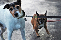 Изъятие домашних животных у должников хотят запретить