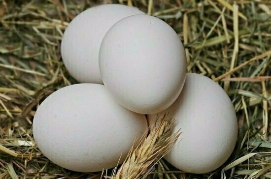 В 2021 году Россия полностью обеспечит себя куриными яйцами, уверены в Минсельхозе