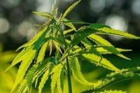 Штрафы за выращивание наркосодержащих растений удвоятся