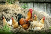 Минсельхоз готовит меры по локализации производства курятины