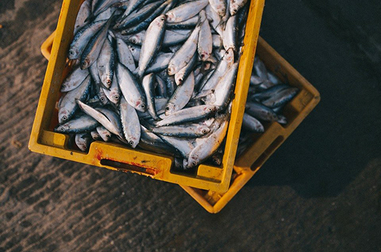 Аукционы на вылов рыбы предлагают проводить онлайн