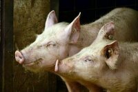 Пострадавшим от африканской чумы свиней аграриям смягчили условия возврата займов