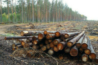 На восстановление лесов бизнесу предлагается дать три года