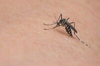 Эколог спрогнозировал появление первой волны комаров