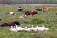 Депутат предложил бесплатно выдавать корма семейным животноводческим фермам