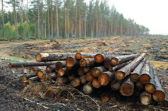 На лесовосстановление предпринимателям хотят дать три года